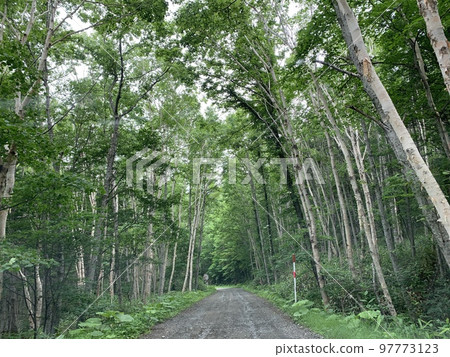 Forest trees 97773123