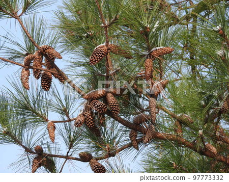 Big pine cone of Daioh pine 97773332
