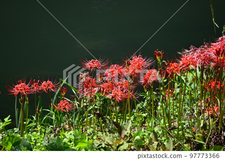 紅色花簇孤挺花 紅色花簇孤挺花 97773366