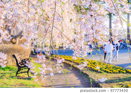 Cherry blossoms in Mizusawa Park, Oshu City, Iwate Prefecture Cherry blossoms in Mizusawa Park, Oshu City, Iwate Prefecture 97773430