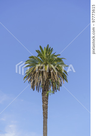 Palm landscape background. Tropical palm tree with leaves in the thickets of jungles against the background of the summer sunny blue sky. Nature, vacation, relaxation concept. 97773615