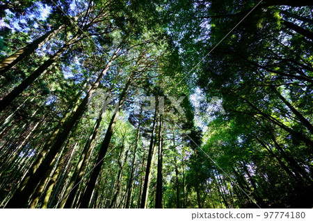 Kasugayama Primeval Forest Giant Tree Forest Kasugayama Primeval Forest Giant Tree Forest 97774180
