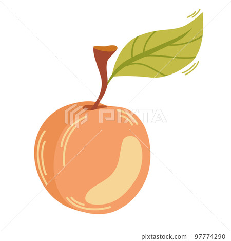 Apricot fruit, ripe garden plant whole and half piece with stem and kernel. Juicy natural healthy farm fruit, organic production. Vector cartoon illustration isolated on white background Apricot fruit, ripe garden plant whole and half piece with stem and kernel. Juicy natural healthy farm fruit, organic production. Vector cartoon illustration isolated on white background 97774290
