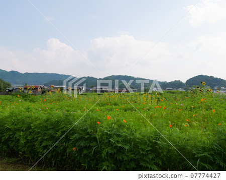 Japanese midsummer rice fields, beautiful green ears of rice swaying in the wind. 97774427