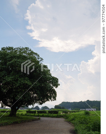 A single road through a rice field in a Japanese farming village in midsummer. A single road through a rice field in a Japanese farming village in midsummer. 97774504