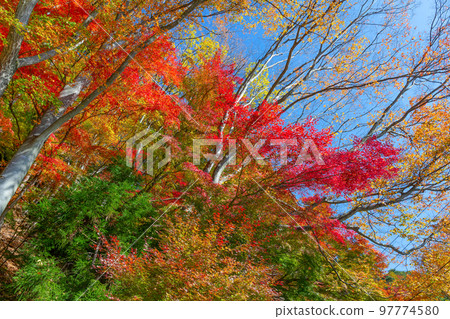 紅葉季節的山梨縣富士河口湖町河口湖 紅葉季節的山梨縣富士河口湖町河口湖 97774580