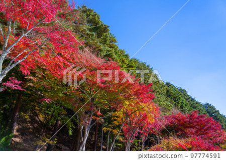 Fujikawaguchiko Town, Yamanashi Prefecture Lake Kawaguchi during the fall foliage season Fujikawaguchiko Town, Yamanashi Prefecture Lake Kawaguchi during the fall foliage season 97774591