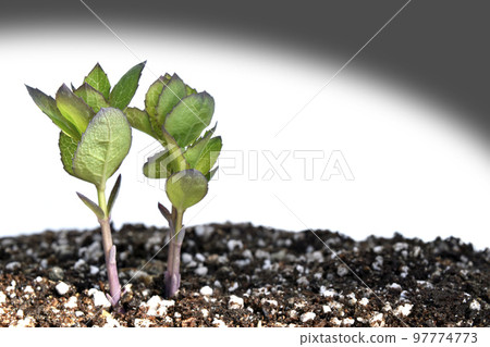 核事故 核能毀滅一切 97774773