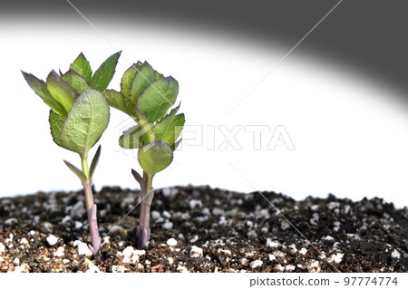 Nuclear accident Nuclear power destroys everything 97774774