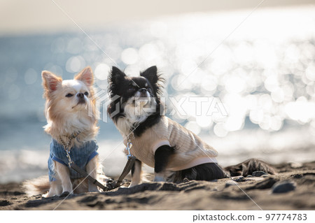 Long coat Chihuahua wearing two clothes sitting against the background of the winter sea 97774783