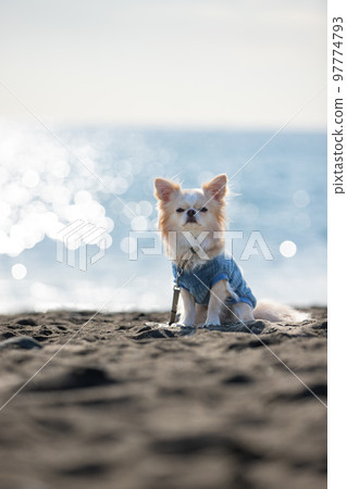 穿著衣服的長大衣奇瓦瓦狗坐在冬天海的背景下 穿著衣服的長大衣奇瓦瓦狗坐在冬天海的背景下 97774793