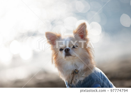 The face of a long-coated chihuahua against the background of the winter sea The face of a long-coated chihuahua against the background of the winter sea 97774794
