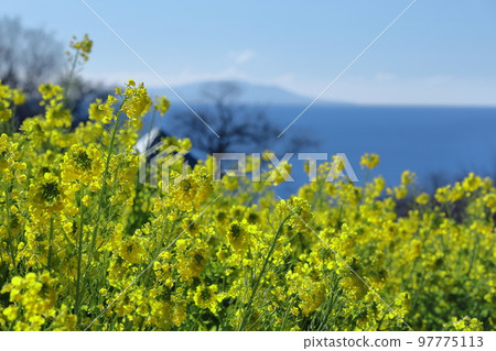 花告訴春天的到來 97775113