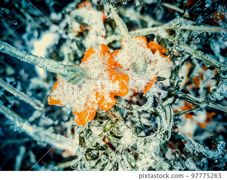 Flowers covered snow ice close-up. Bright yellow-orange flowers Chernobrivtsy and grass covered with ice and snow on a winter day. Winter, wintry, cold, ice, icy, frosty frozen. Natural background Flowers covered snow ice close-up. Bright yellow-orange flowers Chernobrivtsy and grass covered with ice and snow on a winter day. Winter, wintry, cold, ice, icy, frosty frozen. Natural background 97775263