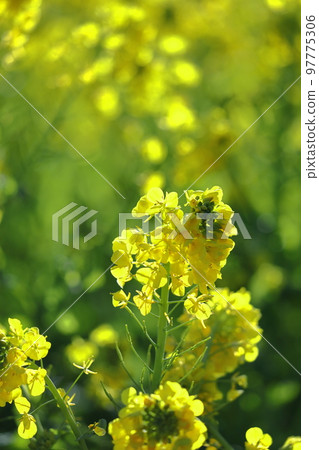 Flower telling the arrival of spring 97775306
