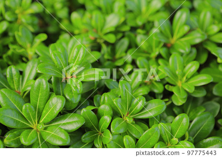 the Green leaves background, the plant concept 97775443