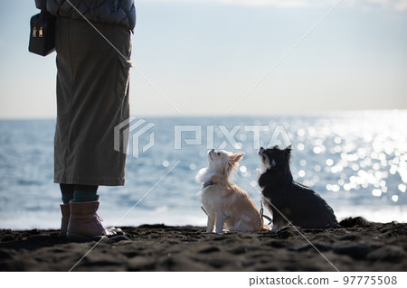 一隻長毛吉娃娃坐在冬季大海的背景下,女主人的腳在發出指令 一隻長毛吉娃娃坐在冬季大海的背景下,女主人的腳在發出指令 97775508