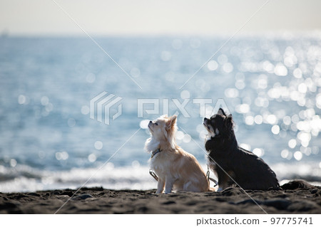 Long-coated Chihuahua sitting against the background of the winter sea Long-coated Chihuahua sitting against the background of the winter sea 97775741