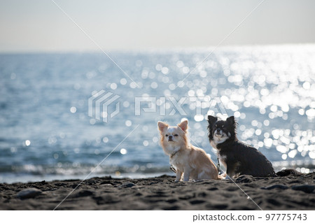 Long-coated Chihuahua sitting against the background of the winter sea Long-coated Chihuahua sitting against the background of the winter sea 97775743