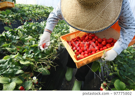 Harvesting strawberries, red ripe strawberries are picked one by one in a plastic greenhouse, using hands-on work. 97775802