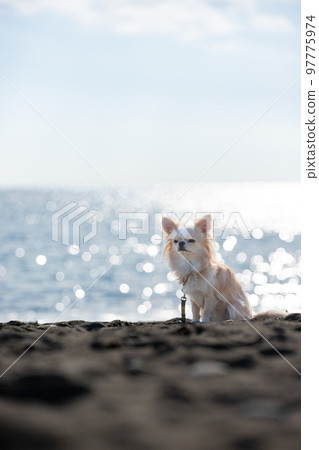 Long-coated Chihuahua sitting against the background of the winter sea 97775974