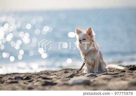 Long-coated Chihuahua sitting against the background of the winter sea 97775979