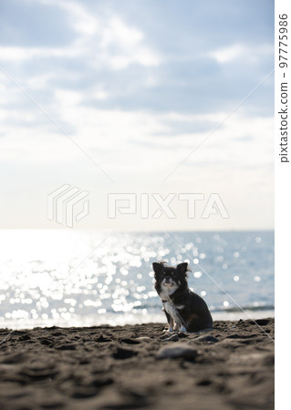 Long-coated Chihuahua sitting against the background of the winter sea Long-coated Chihuahua sitting against the background of the winter sea 97775986