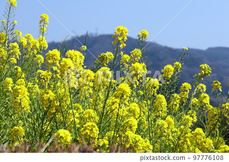 Flower telling the arrival of spring 97776108