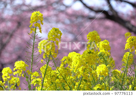 Flower telling the arrival of spring 97776113