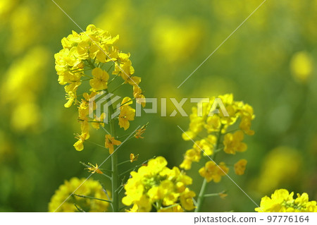 Flower telling the arrival of spring 97776164