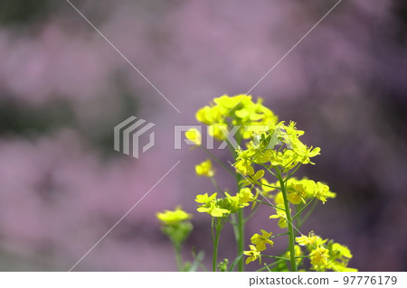 花告訴春天的到來 97776179