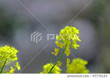 Flower telling the arrival of spring 97776183