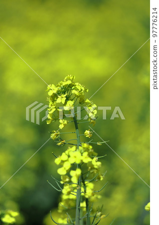 Flower telling the arrival of spring Flower telling the arrival of spring 97776214