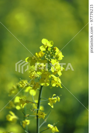 Flower telling the arrival of spring 97776215