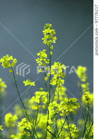 Flower telling the arrival of spring 97776217