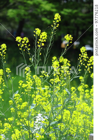 花告訴春天的到來 97776218