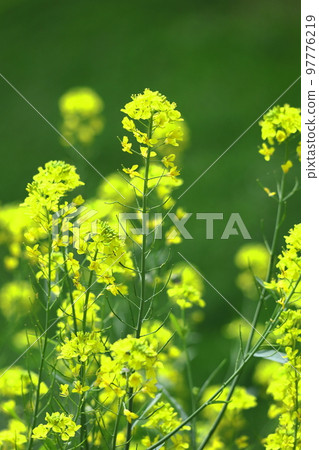 花告訴春天的到來 97776219