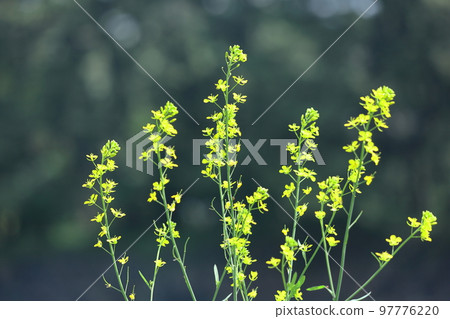 花告訴春天的到來 97776220