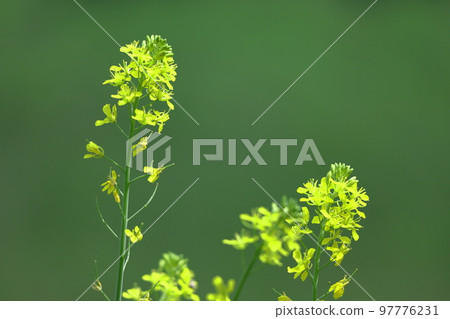 Flower telling the arrival of spring 97776231