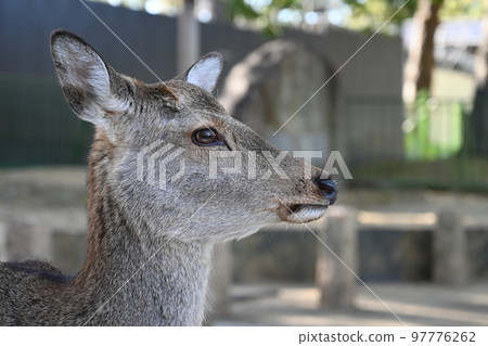 奈良公園的鹿 97776262