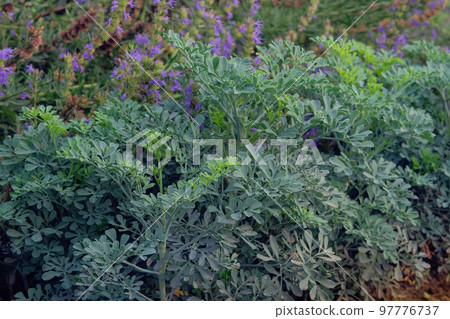 Ruta graveolens. Ruta is growing in rural green garden. Farming background. 97776737