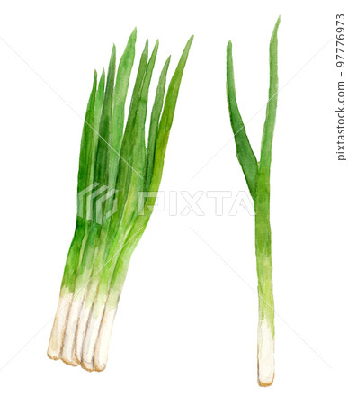 手繪水彩九條蔥圖 97776973