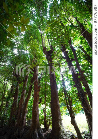 Fukugi Namiki Street on the main island of Okinawa Fukugi Namiki Street on the main island of Okinawa 97776987