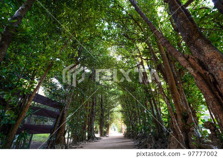 Fukugi Namiki Street on the main island of Okinawa Fukugi Namiki Street on the main island of Okinawa 97777002