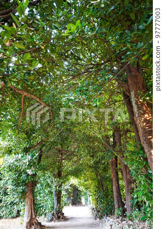 Fukugi Namiki Street on the main island of Okinawa 97777003