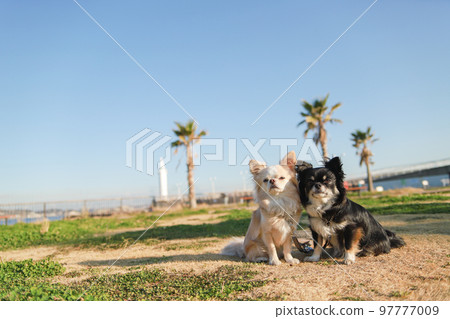 坐在海濱公園的兩隻長毛吉娃娃 坐在海濱公園的兩隻長毛吉娃娃 97777009