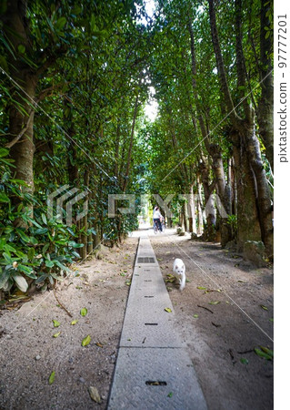 沖繩本島的福木樹和貓 沖繩本島的福木樹和貓 97777201