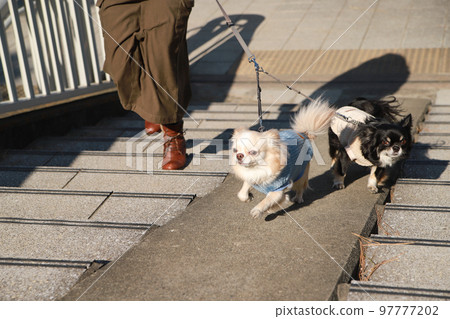 Two long-coated Chihuahuas running up the slope next to the stairs Two long-coated Chihuahuas running up the slope next to the stairs 97777202