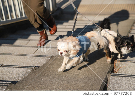 Two long-coated Chihuahuas running up the slope next to the stairs 97777208