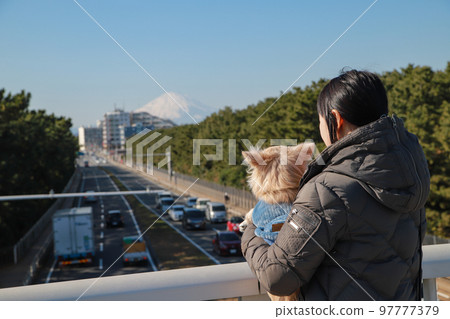 Owner woman holding a long-coated Chihuahua on a pedestrian bridge with a view of Mt. Fuji in winter 97777379